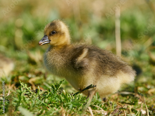 Greylag gooseling (Anser anser)