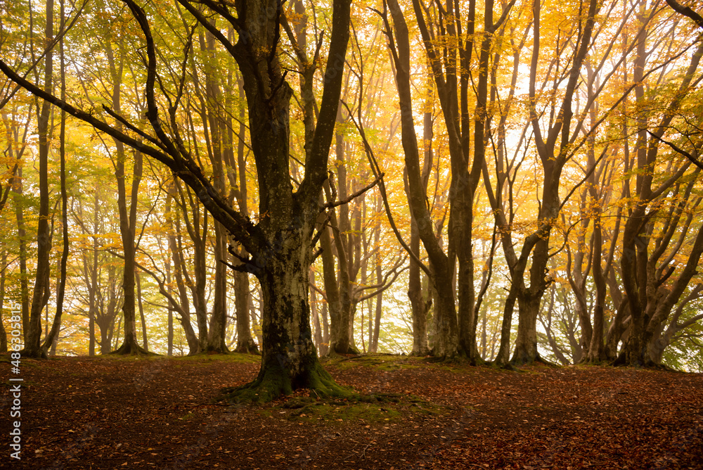 Fototapeta premium Autumn forest lanscape with colorful trees and plants