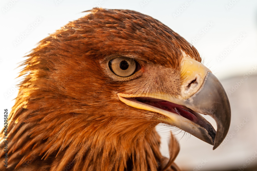 Obraz premium Steppe Golden Eagle. The head of an eagle Berkut on a light background close-up.