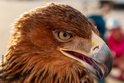 Steppe Golden Eagle. Head of an eagle golden eagle in three quarters close up, selective focus. Berkut in the city. photo