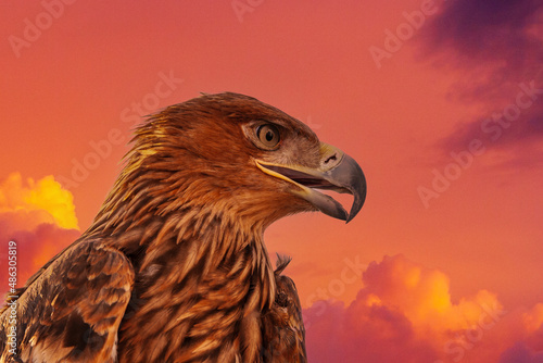 Steppe Golden Eagle. The head of a golden eagle against the disturbing red sky and clouds.