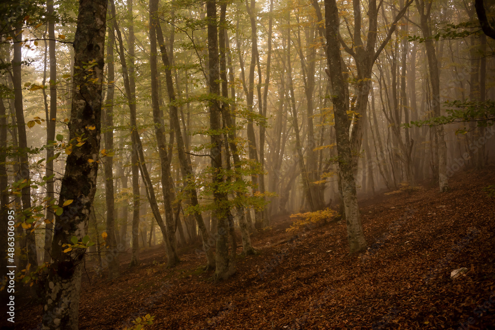 Naklejka premium Autumn forest lanscape with colorful trees and plants