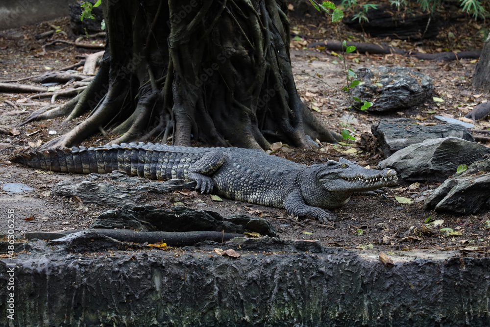 The thai crocodile rest on the garden The thai crocodile rest on the garden