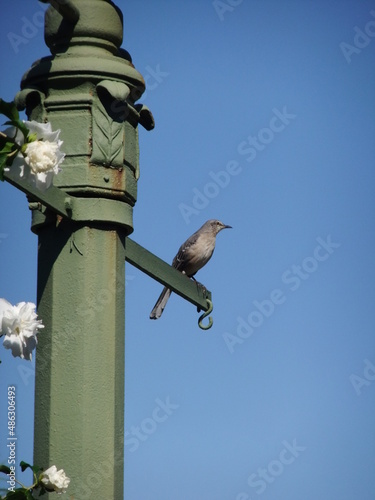 bird on a lampost