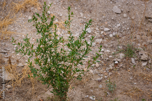 Young tree of pomegranate with green leaves on ground background
