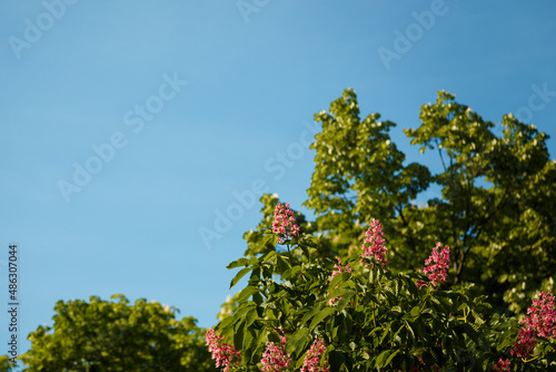 Red blossoming chestnut tree flowers, hybrid aesculus pavia on blue sky background. Springtime blossom.