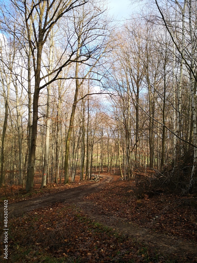 Naklejka premium Wald im Februar