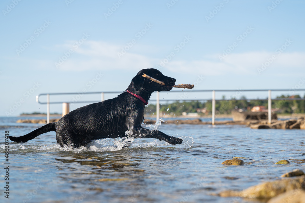 Labrador retriever fetching stick from the sea Labrador retriever fetching stick from the sea