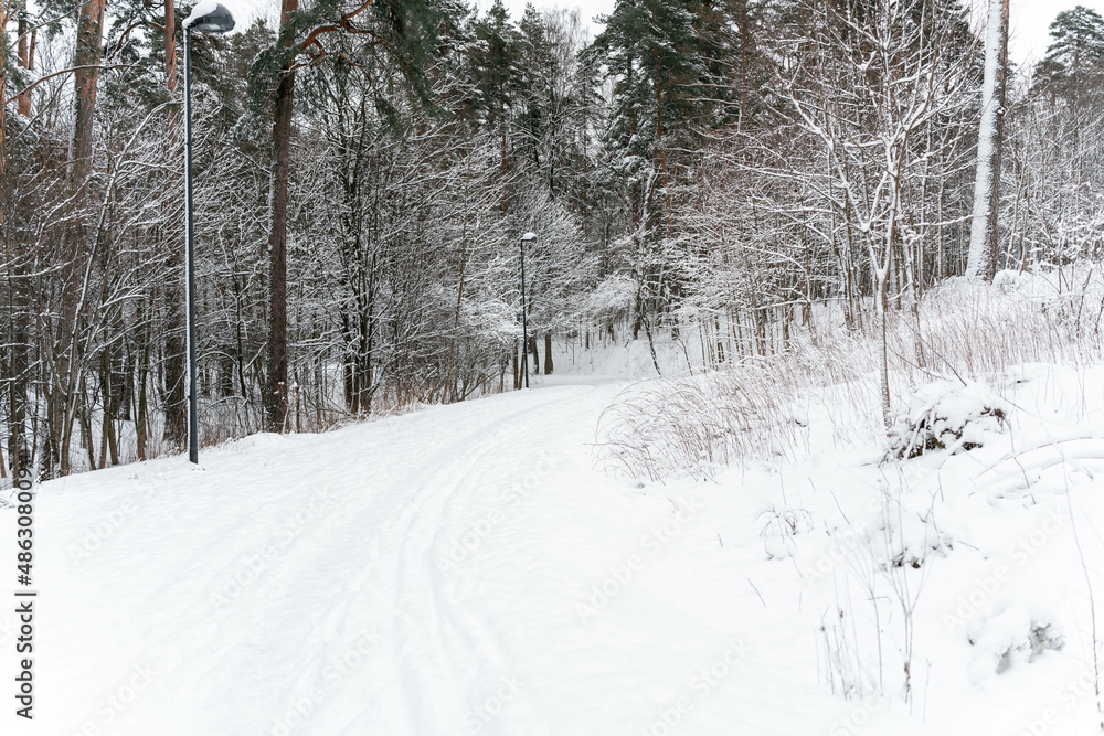 Obraz premium road in forest