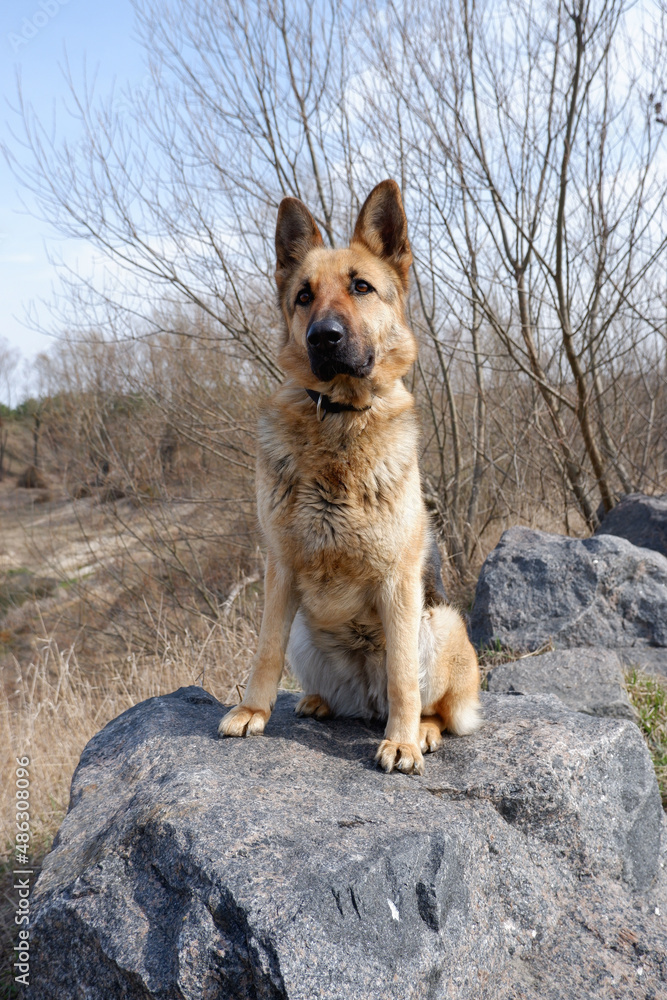 Portrait of a German Shepherd sitting on a huge granite stone on the side of the lake. Walking with a pet guard Portrait of a German Shepherd sitting on a huge granite stone on the side of the lake. Walking with a pet guard
