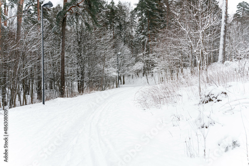 road in forest