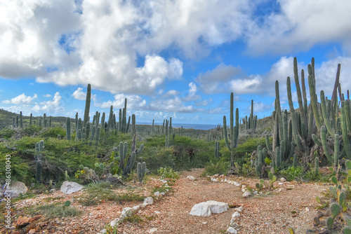 Desert Cactus Landscape