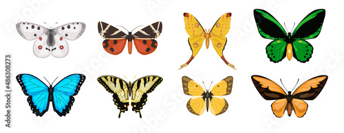 Set of lovely butterflies from different form on white background. Vector beautiful summer butterflies in cartoon style.