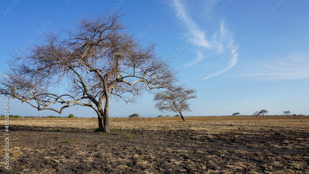 Obraz premium Dry savanna