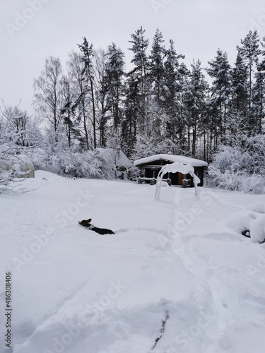 A brown welsh corgi cardigan sneaks through the snowdrifts against the backdrop of a one-story wooden house and snow-covered trees