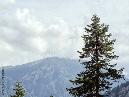 Obraz na plátne A tall thin green spruce against the background of a mountain range with a cloud descending to the top