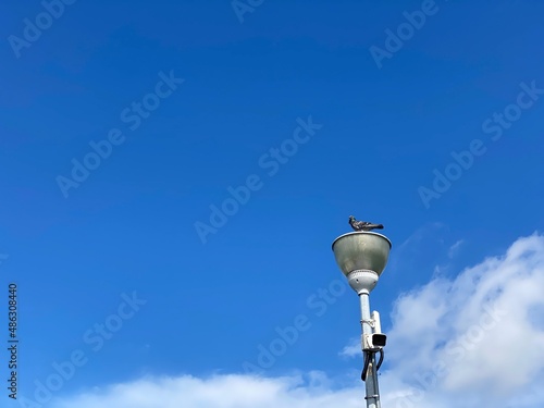 Bird on a lamp post
