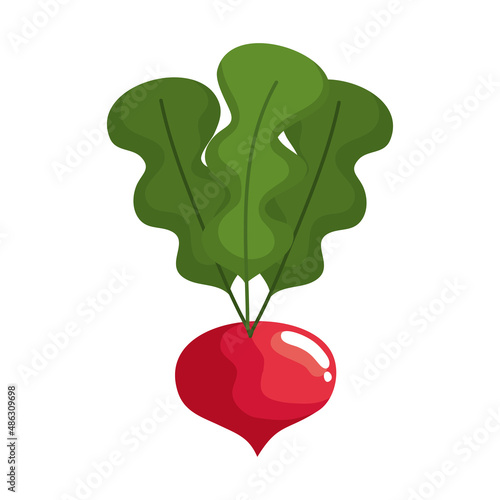 fresh beetroot vegetable