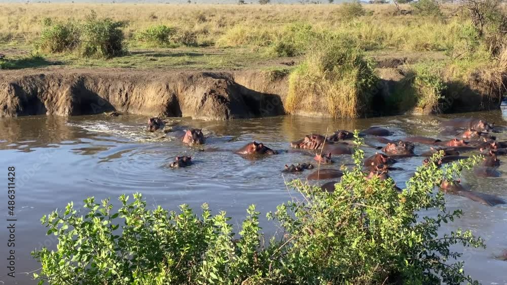 A large group of funny hippos in the river. Serengeti National Park. Safari in Tanzania, Africa. Long shot. A large group of funny hippos in the river. Serengeti National Park. Safari in Tanzania, Africa. Long shot.
