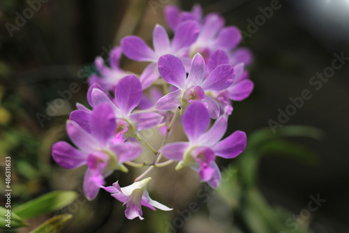 close up picture of a bunch of purple orchid flowers