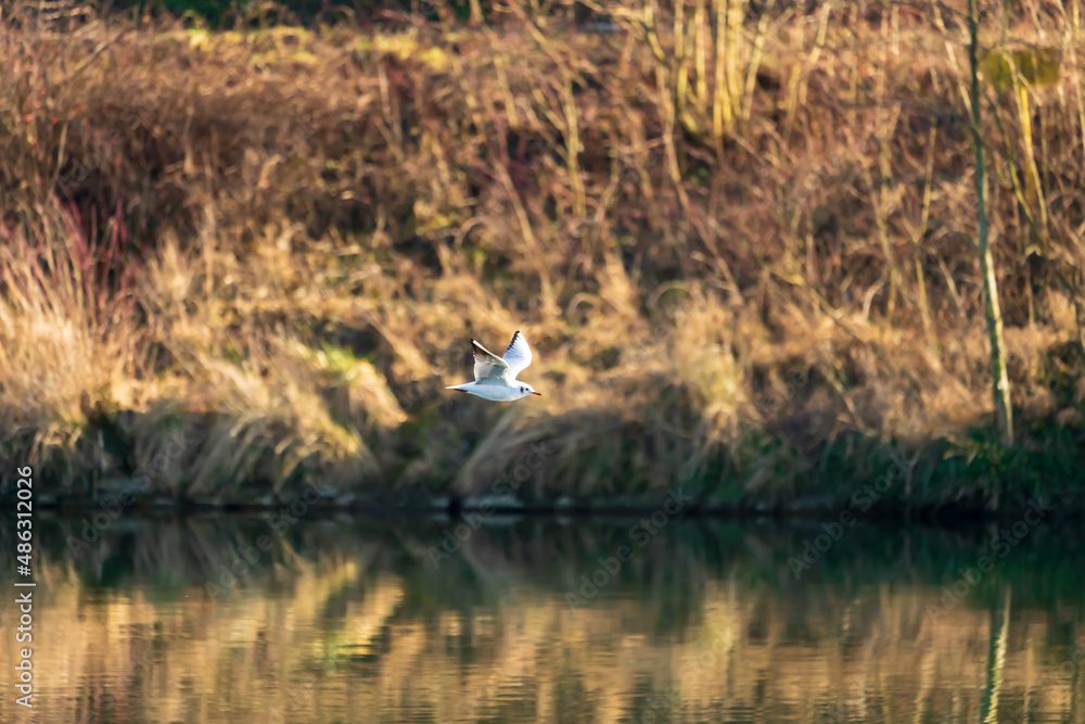Möwe im Flug Möwe im Flug