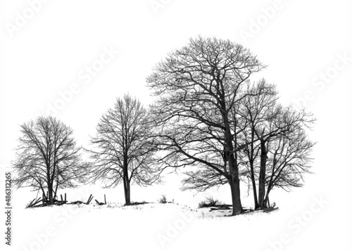 Trees in snow covered field