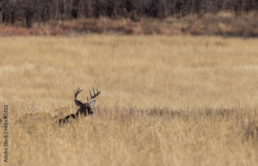 Fototapeta premium Buck Whitetail Deer in the Rut in Autumn in Colorado