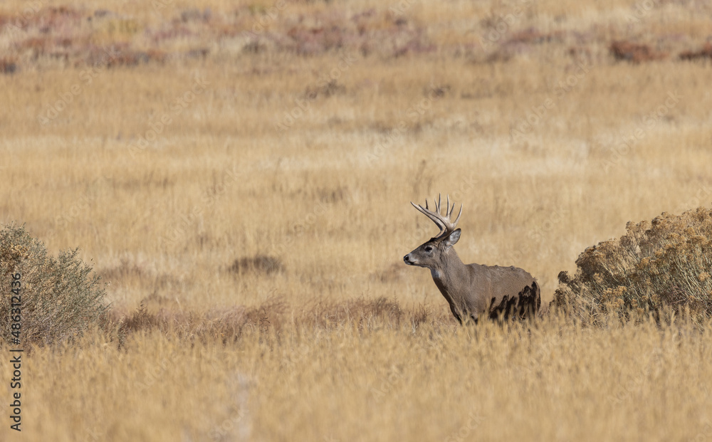 Fototapeta premium Buck Whitetail Deer in the Rut in Autumn in Colorado