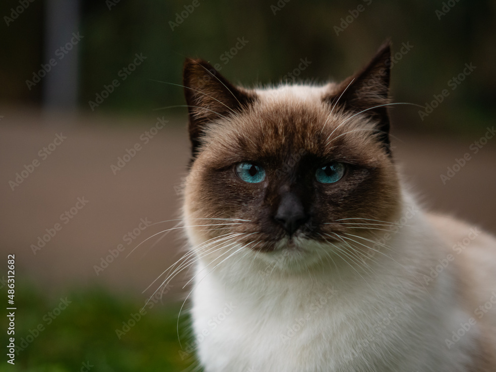 portrait close up face adorable siamese cat with blue eyes