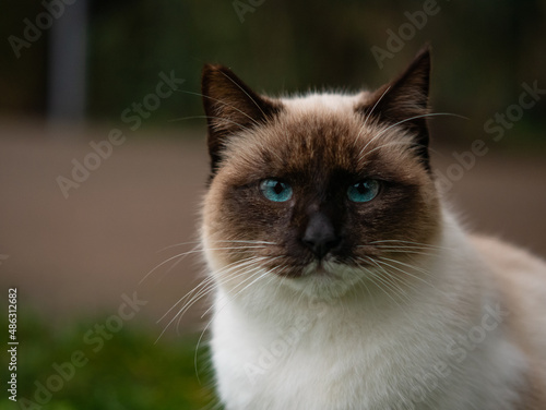 portrait close up face adorable siamese cat with blue eyes © Marco