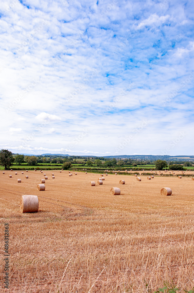 Fototapeta premium Straw bales in the autumn fields.