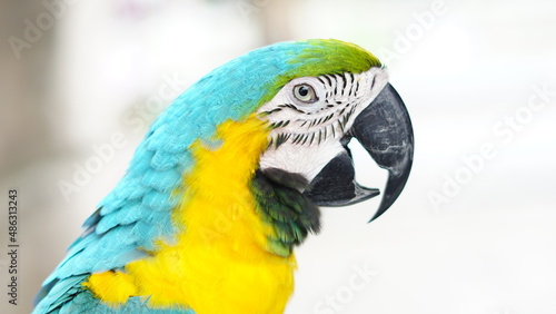 Close up of beautiful blue and yellow macaw © Firman Mawlana