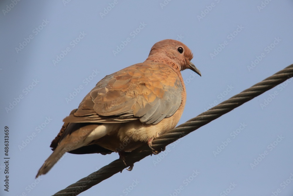 dove dove