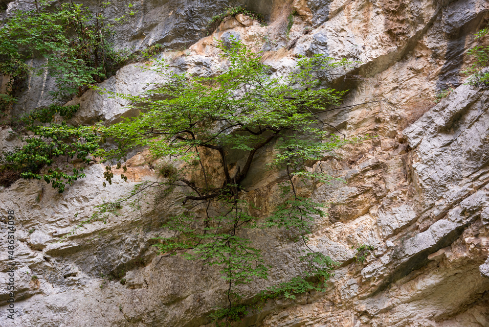Green tree growing on a vertical rock