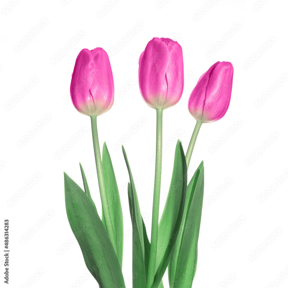 Three pink tulips flowers isolated on white background. Three pink tulips flowers isolated on white background.