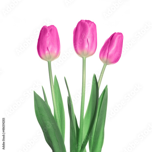 Three pink tulips flowers isolated on white background.