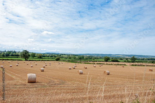 Straw bales in the autumn fields.
