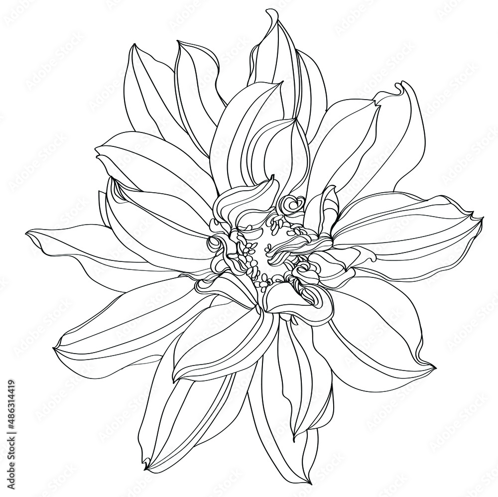 black and white line illustration of dahlia flowers on a white background black and white line illustration of dahlia flowers on a white background