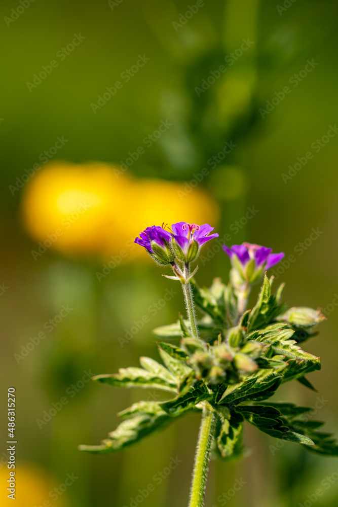 Geranium sylvaticum flower growing in forest, close up Geranium sylvaticum flower growing in forest, close up