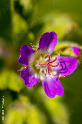 Geranium sylvaticum flower in forest, close up 