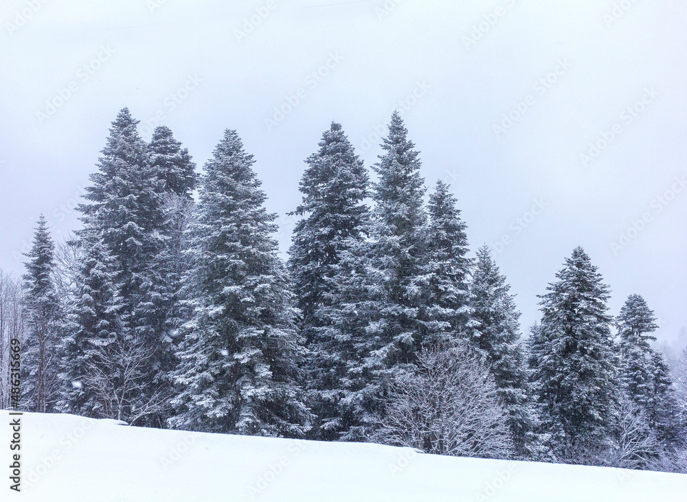 Winter mountain forest located on the ridge of the tourist route.