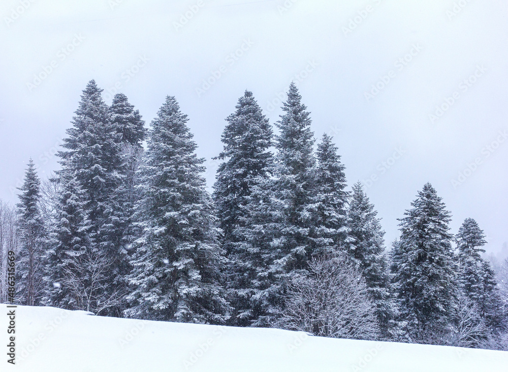 Winter mountain forest located on the ridge of the tourist route. Winter mountain forest located on the ridge of the tourist route.