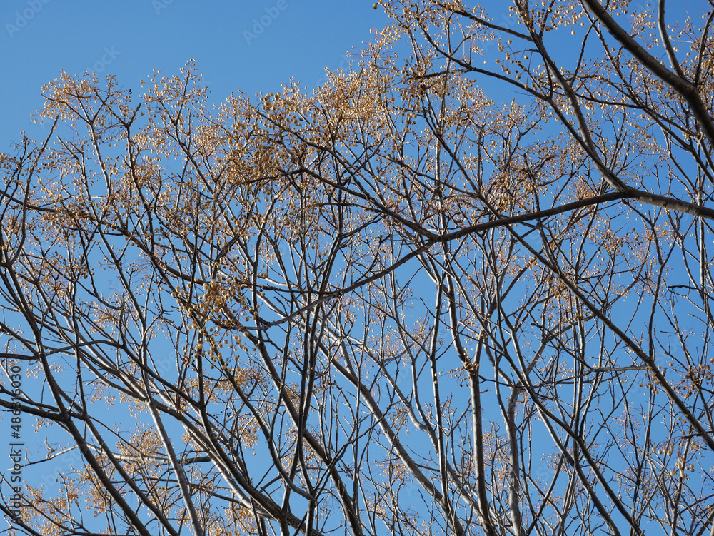 Melia azedarach (Rosary tree or Chinaberry) fruits with seeds, flowering occurs in spring-summer. Melia azedarach (Rosary tree or Chinaberry) fruits with seeds, flowering occurs in spring-summer.