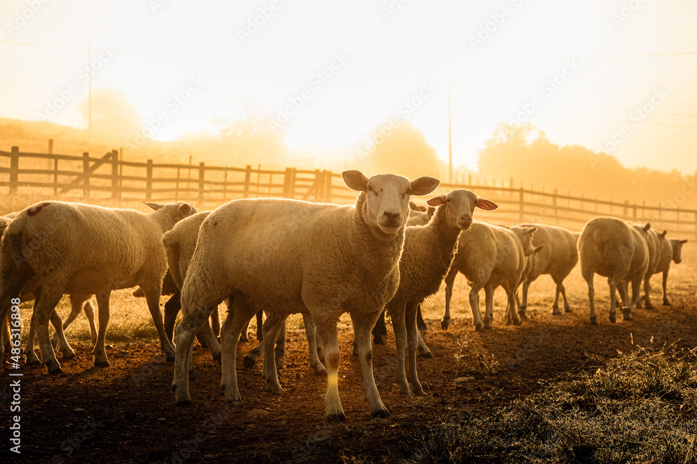 Obraz premium Ovelhas no nascer do sol