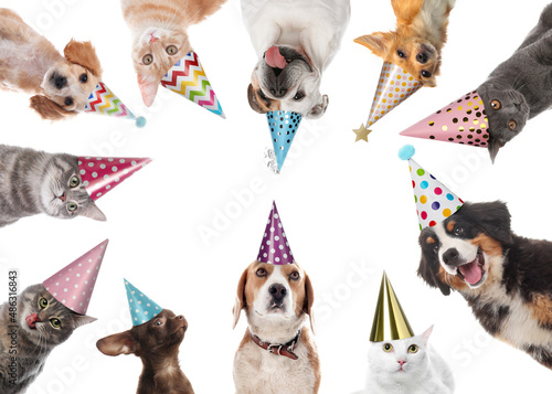 Cute pets with party hats on white background, collage