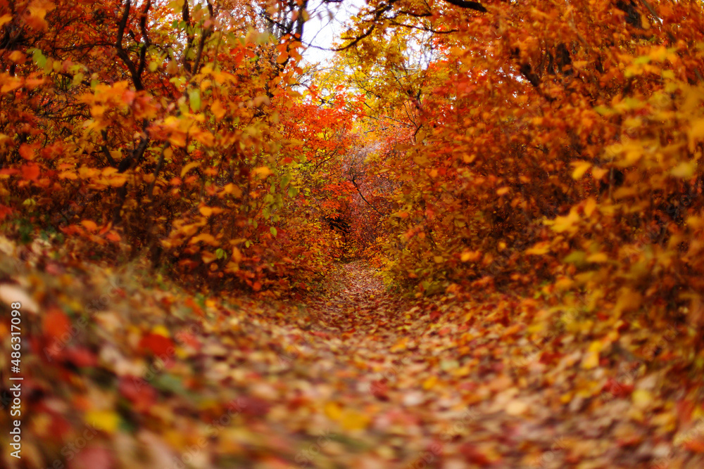 Beautiful autumn landscape, a trail among trees with yellow and red leaves.