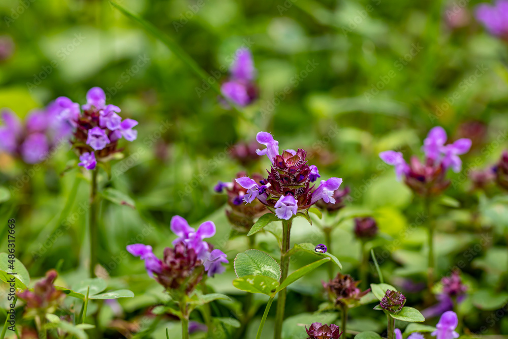 Prunella vulgaris flower in meadow, close up shoot Prunella vulgaris flower in meadow, close up shoot