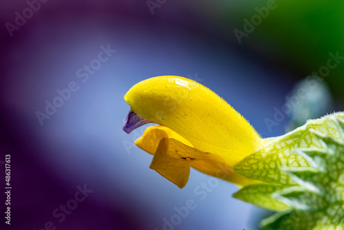 Rhinanthus glacialis flower in meadow, close up