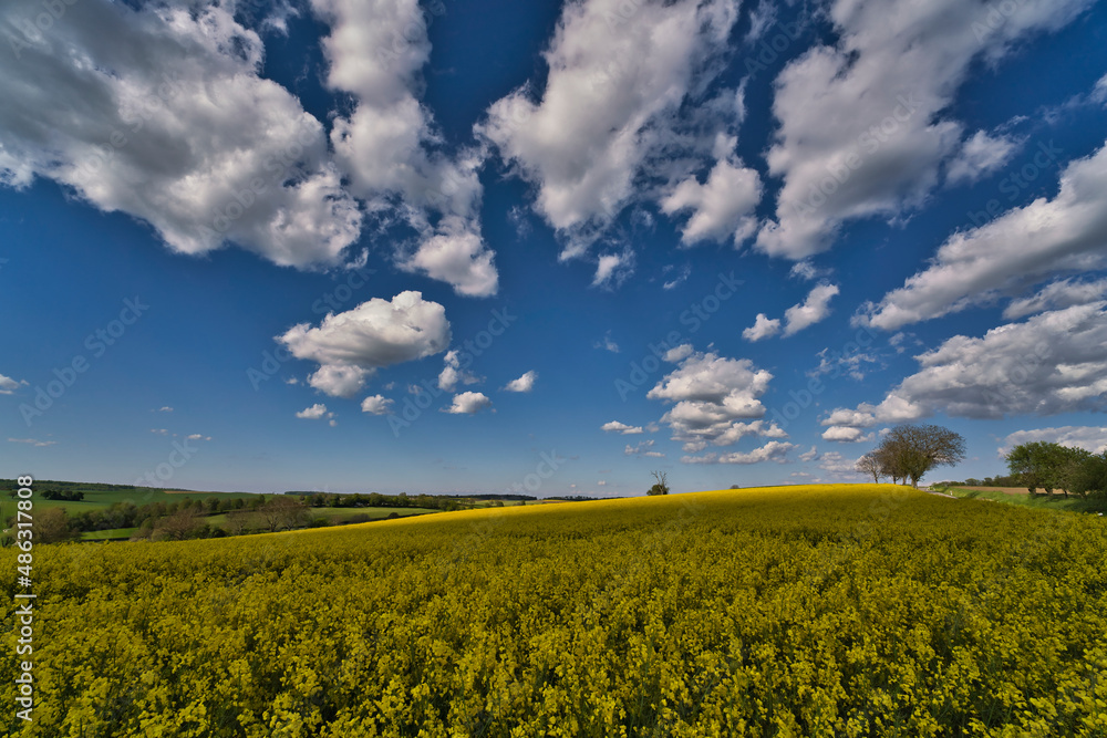 A Blooming canola field. Rape on the field in summer. Bright Yellow rapeseed oil. Flowering rapeseed. with blue sky, sun and clouds