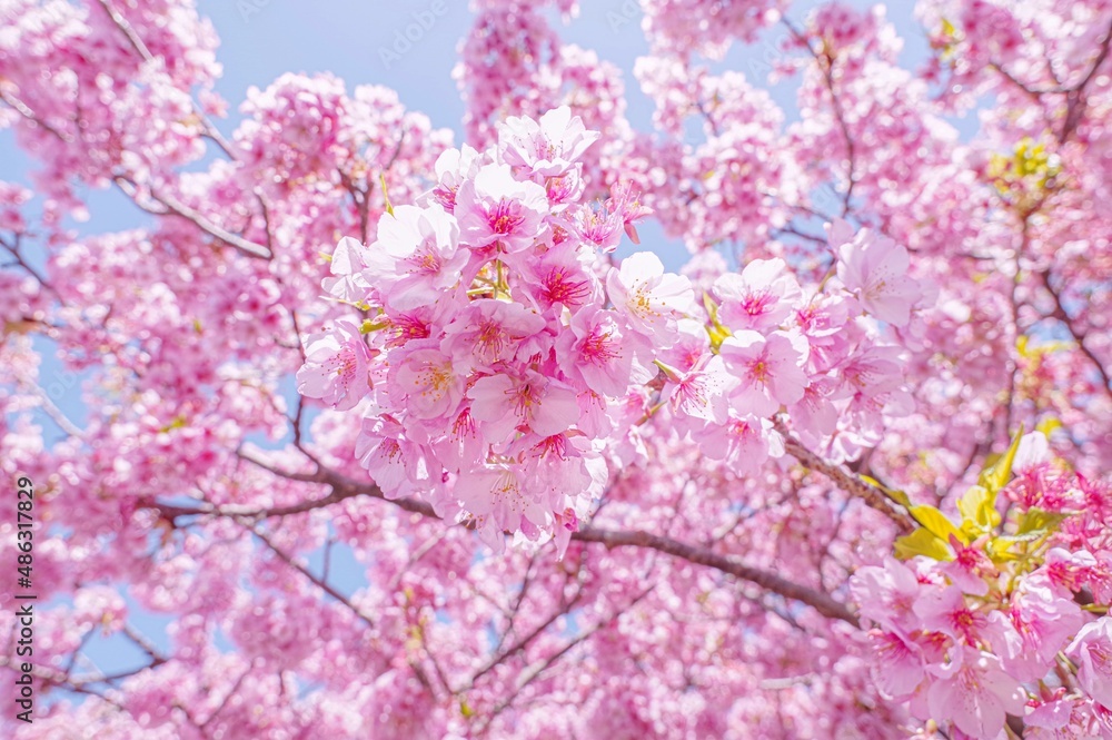日本の伊豆に咲く満開の河津桜